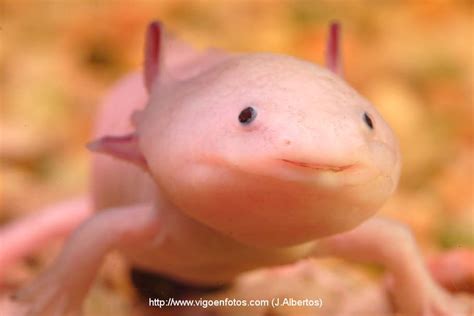 FOTOS DE AJOLOTE. ESPECIE DE SALAMANDRA - VIGO. GALICIA