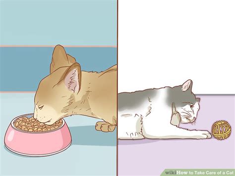 6 Ways to Take Care of a Cat - wikiHow