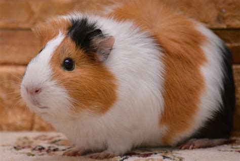 Hamster E Porquinho Da India - Qual é a Diferença entre Hamster e Porquinho da Índia? | Mundo Ecologia