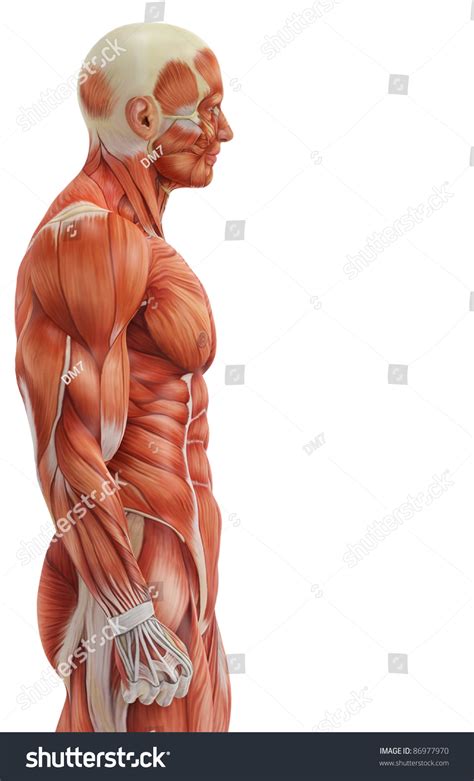 human muscle anatomy side   bodywork blog articles knee pain