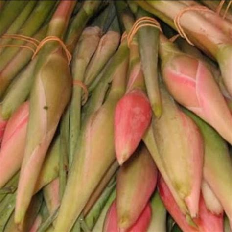 jual kecombrangkincung  batang shopee indonesia