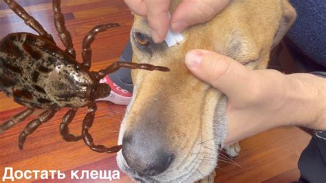 Как достать клеща у собаки подручными средствами. Вытащить клеща из ...