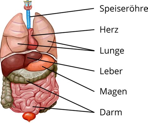 Die Organsysteme des Menschen - Überblick und Gesunderhaltung online lernen