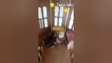 🌟 Toka toka toka 🌟#подписки #рекомендации #Маруся #Тимми #хомячок # ...