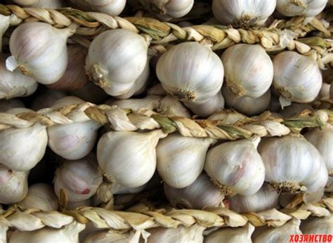 хранение чеснока в сухой пшенице до февраля... | Vegetables, Garlic, Food