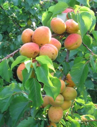 Жердела (Prunus armeniaca)
