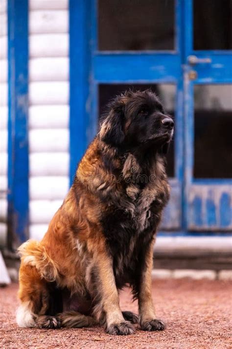 Cute Leonberger Female Sits Outdoor at Backyard Stock Image - Image of ...