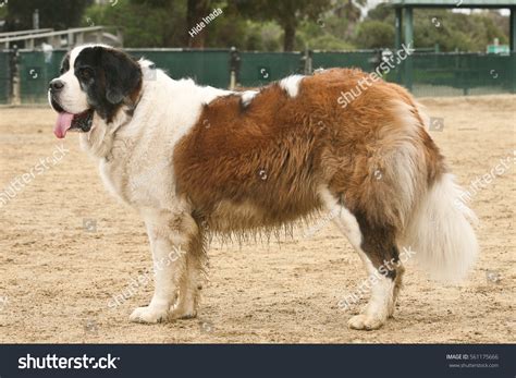 What Is The Breed Of Dog In Beethoven