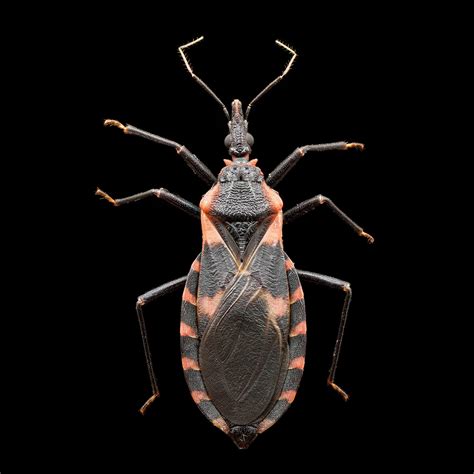 APHC entomologists splash cold water on rumors of a "kissing bug