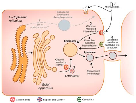 lysosome