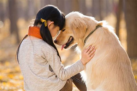 ️ Найвідданіші породи собак та історії про них ️ - PetCare