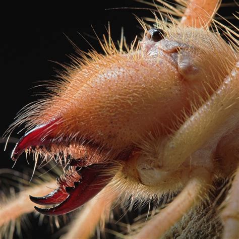 Giant Camel Spider Sunspider | Desert, Nocturnal, Solifugae