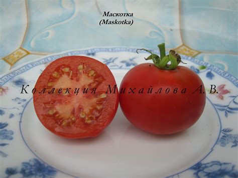 Маскотка