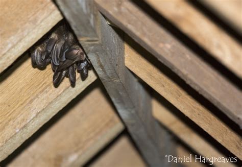 There is no 'bat police' - News - Bat Conservation Trust