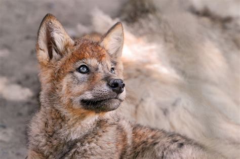 White Wolf : Wolves in Finland - campaign to stop the poaching