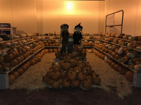 pumpkins at home depot 10