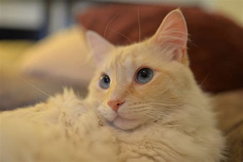 12 Types of Balinese Cats: Colors, Breeds & Patterns (With Info ...