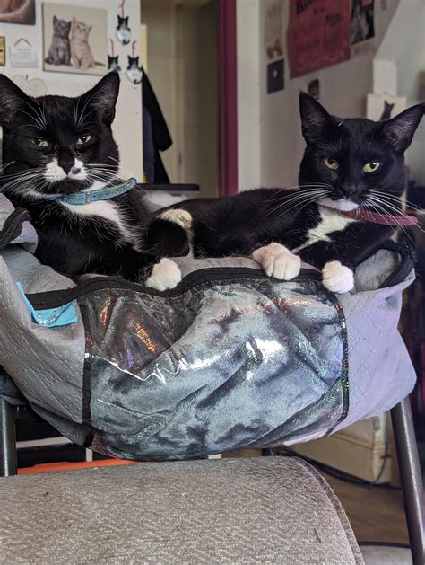 10000 best Luna images on Pholder | Hololive, Cawwsplay and Aww