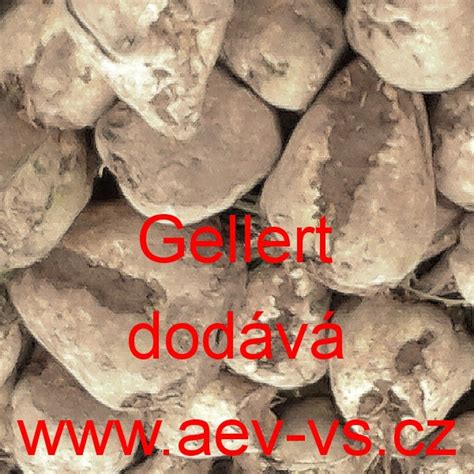 AEV-VS - Řepa cukrová cukrovka Gellert