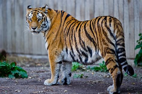 File:Captive Siberian tiger - Copenhagen Zoo, Denmark.jpg - Wikimedia ...