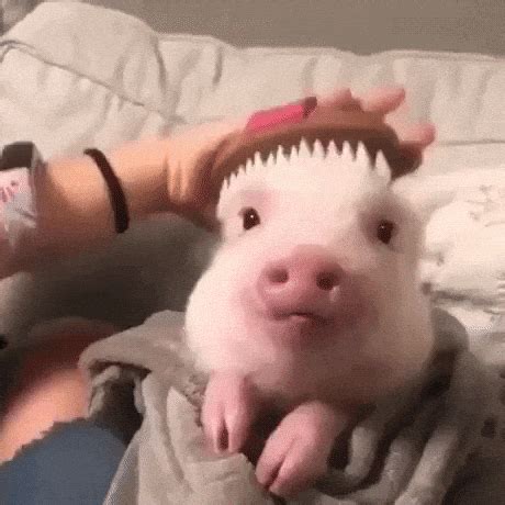 weekly dose  cute teacup pig edition baby pig gif pig yawning gif
