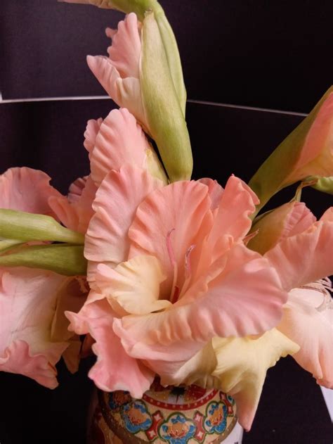 Гладиолус | Flowers, Plants, Rose