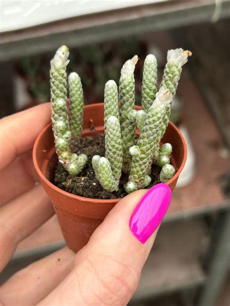 Avonia papyracea | Succulents \ Avonia Caudex \ Avonia | Kaktusy ...