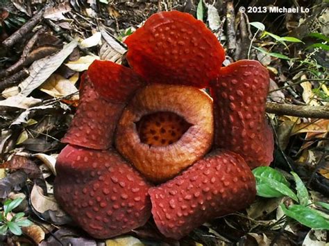 The rainforests of Borneo & Southeast Asia: Rafflesia tuan-mudae is ... 