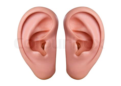 Human ears | Stock image | Colourbox