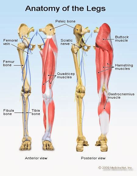 humananimal anatomy  physiology diagrams anatomy  legs