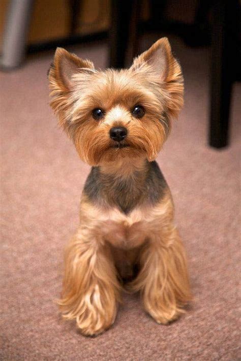 20+ Pictures Yorkie Haircuts & Yorkie Hair Styles To Try Right Now