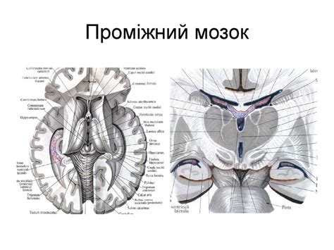 Будова стовбура головного мозку - презентация онлайн
