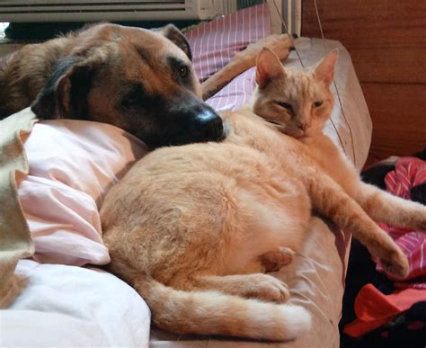 A dog's rescue story can inspire a whole community to adopt pets 40