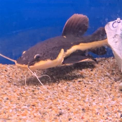redtail catfish wholesale tropicals