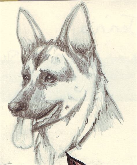 German Shepherd Face Drawing at GetDrawings | Free download