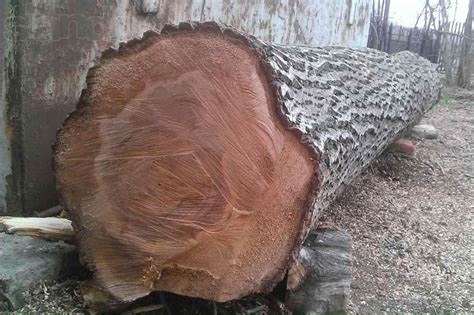 Черный орех: посадка и уход, выращивание из семян, полезные свойства