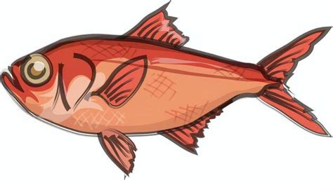 金目鯛イラスト／無料イラストなら「イラストAC」