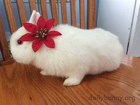 More Christmas Bunnies! — The Daily Bunny