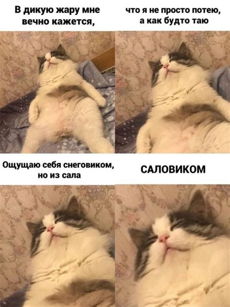Забавные мемы с котами / Питомцы