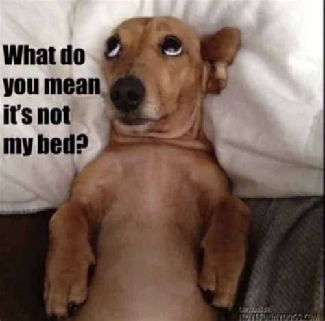 National Dog Day Memes 2023 Funny Pic, Images, Quotes, Captions, Status ...