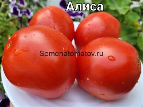 Алиса — Семена Томатов