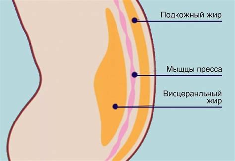 Почему так трудно похудеть. Некоторым особенно по части живота. Почему ...