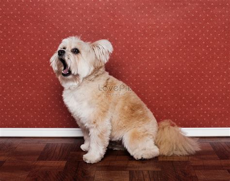 Mixed Dog Images, HD Pictures For Free Vectors Download - Lovepik.com
