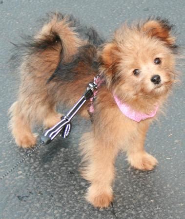 Adorable Pomapoo Pomeranian Poodle Mix - l2sanpiero