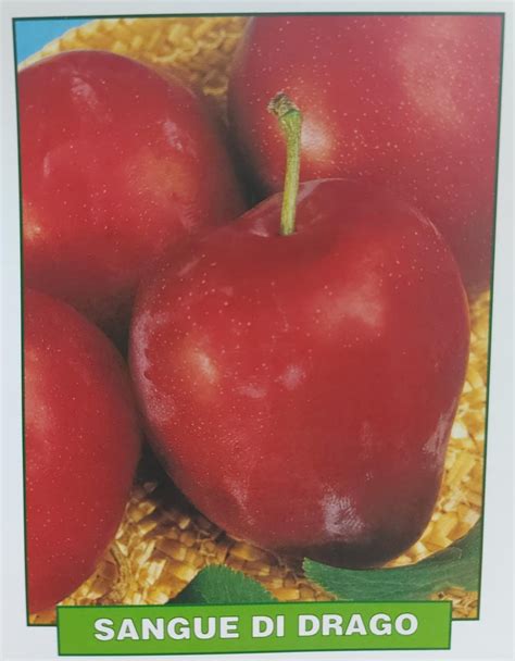 Inside Robertson Drago Funeral is a surprisingly peaceful garden 12