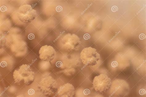 aspergillus mold  microbiology stock image image  laboratorynn
