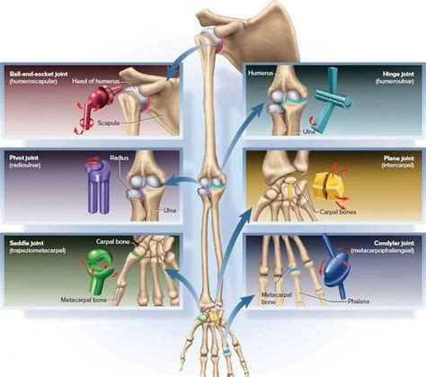 Pin on Anatomy of the knee