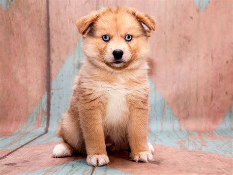 Pomsky - Dog Breed Guide | Spot