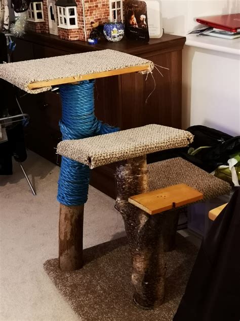 enrichment for cats 11