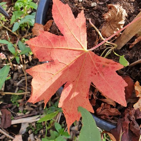 Liquidambar styraciflua Worplesdon - Sweet Gum 10L
